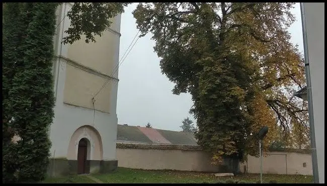 Összefogás a történelmi emlékfákért